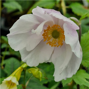 Anemone 'Dreaming Swan'